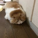 飛来 (@0505hirai) Twitter