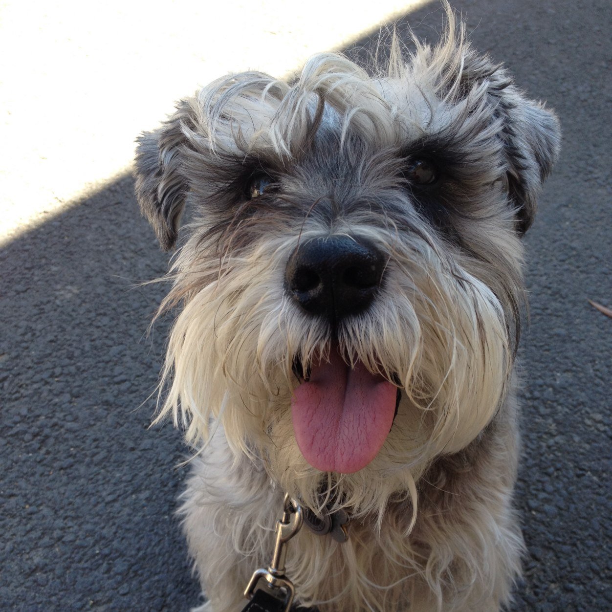 Schnauzer Extraordinaire!!!