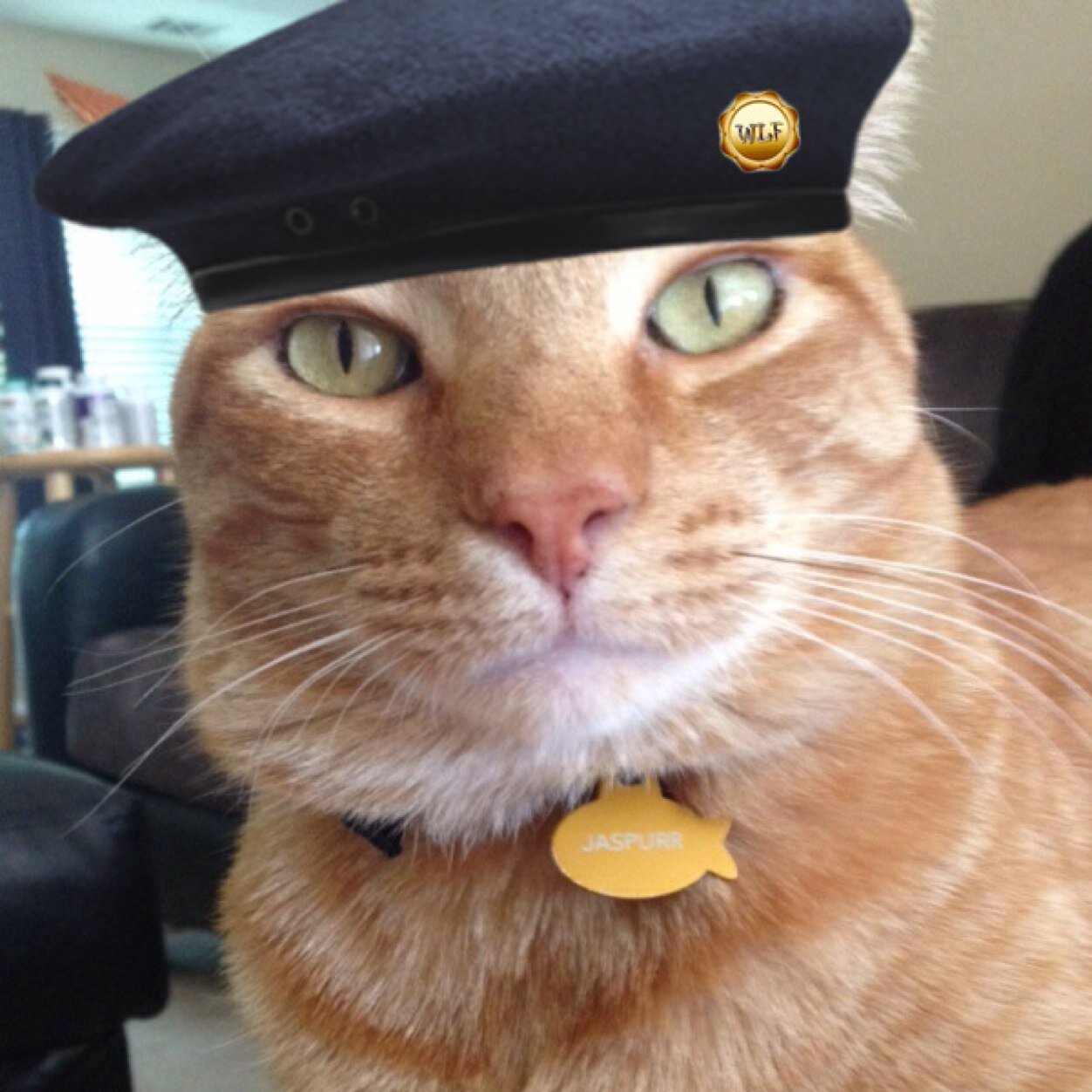JaspurrGinger's profile picture. I love my humans!
#WLF