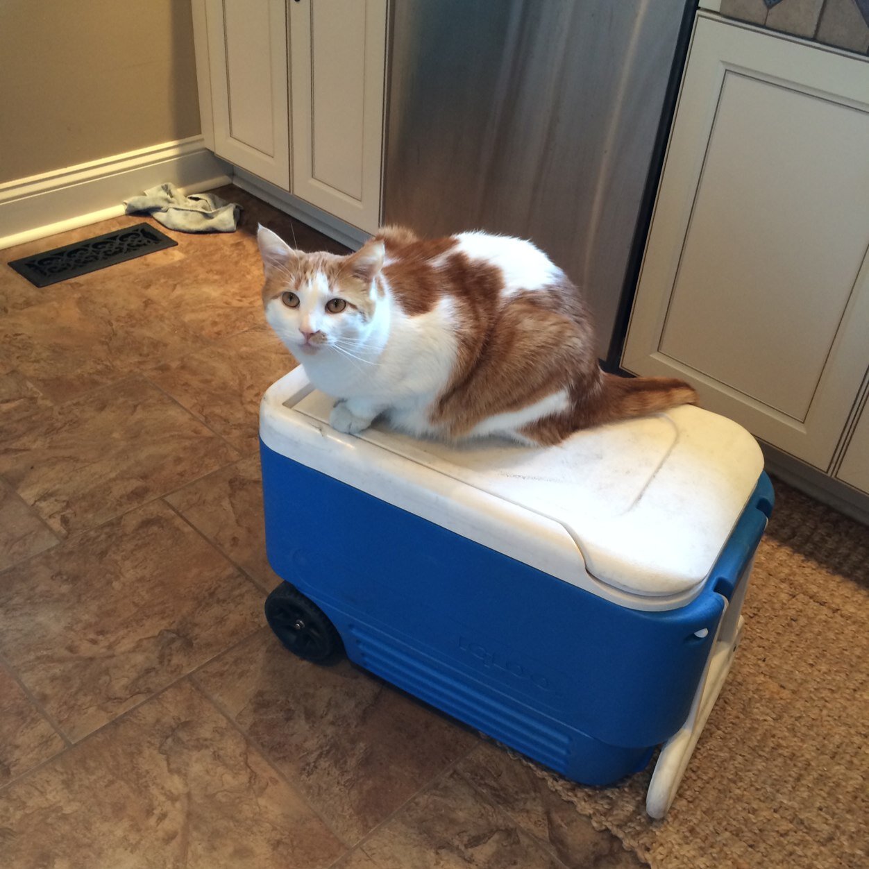 mroth751's profile picture. 