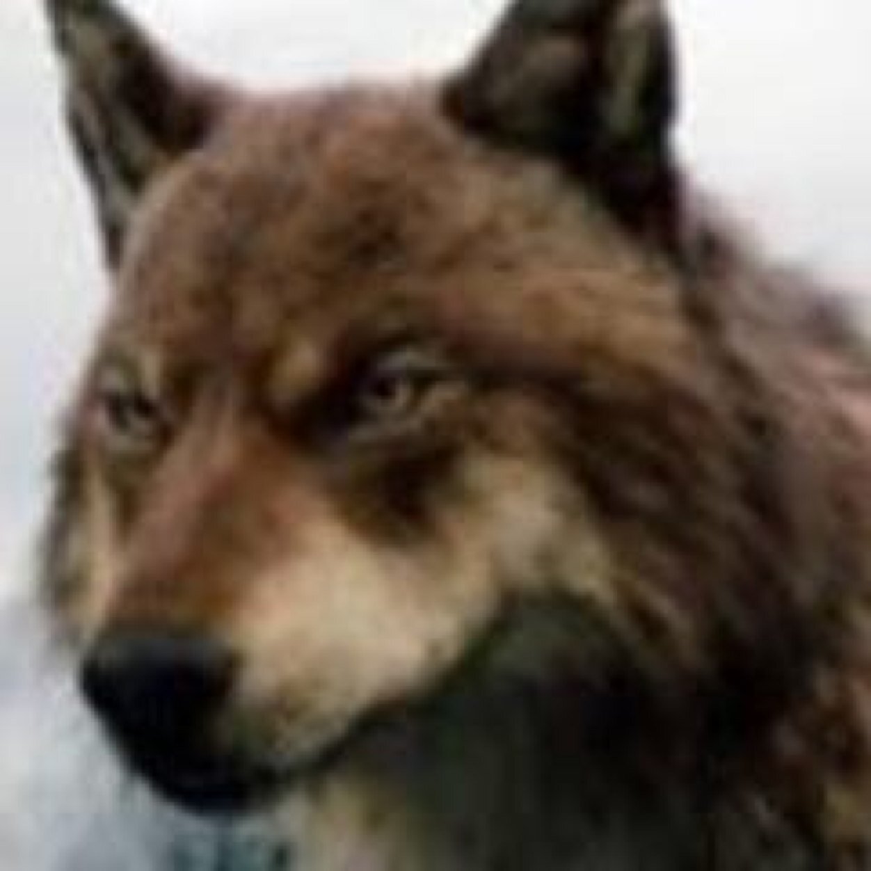 jacobblack22_'s profile picture. Original jacob black profiel im single looking for a family