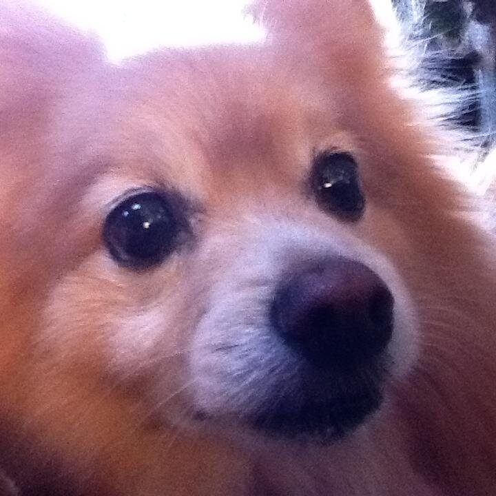 Animal lover, Sports fanatic, Favorite teams: Forty-Niners, San Francisco Giants, San Jose Sharks, and Gonzaga Bulldogs.