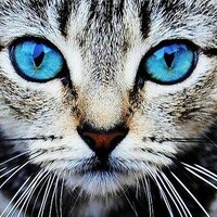 lori (@metallver) 's Twitter Profile