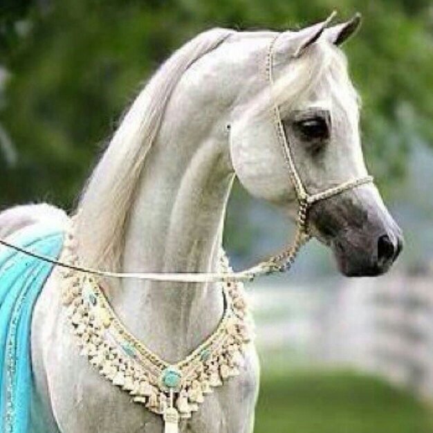 nourh_8325's profile picture. هذا حسابي الجديد @Munirh_al3rgany