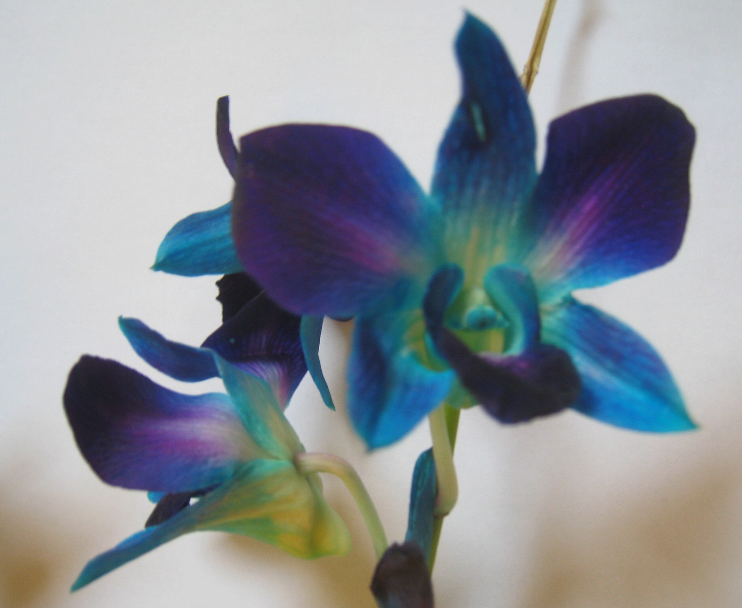 mika3la11's profile picture. Just a gemini, thinking about the why's and wheretofore's...