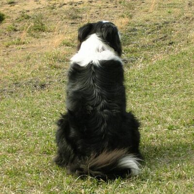 唐津 クロスロード英会話 気どりっこレンです 犬 ボーダーコリー Dog Bordercollie Collie イザベラ 黒白ボーダー 多頭飼い Lilac Puppy Blackandwhite Ilovemydog T Co Jgbbrxvfj9 T Co Dnju6w2blv 唐津 クロスロード英会話 気どりっこレンです 犬 ボーダーコリー Dog Bordercollie Collie イザベラ 黒白ボーダー 多頭飼い Lilac Puppy Blackandwhite Ilovemydog T Co Jgbbrxvfj9 T Co Dnju6w2blv