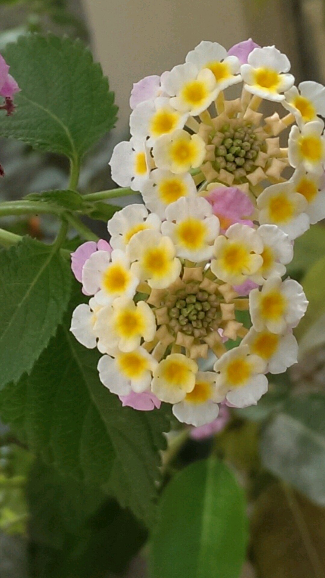 fatimaaldaif's profile picture. 