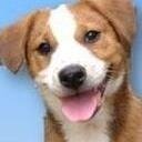 I am a director at a non profit animal sanctuary with over 60 animals called Bensons Pals Animal Rescue.