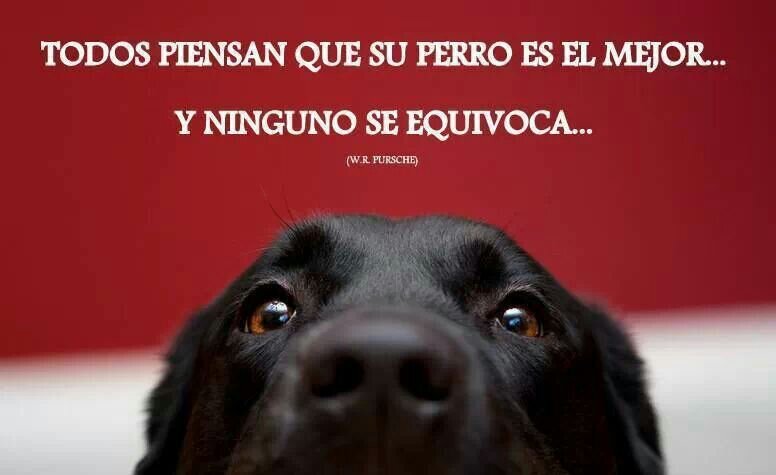 AnimalistasUnid's profile picture. Frases e imágenes sobre animales. Fomentamos la adopción sin discriminación. Adopta, se un héroe. Unete si amas y defiendes a los animales, habla tu por ellos.
