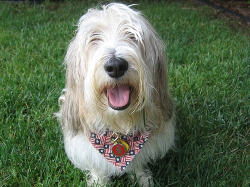 College sports fan, skier, PBGV owner(?), wine collector, vinyl music lover and Michigan Wolverine!