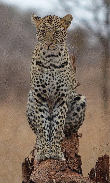 WildExp1's profile picture. Live your dreams