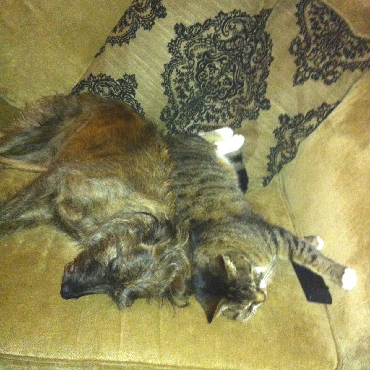 parsons_de's profile picture. 