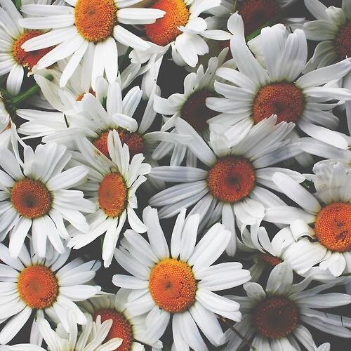 laurenn__9's profile picture. ⚡⚡⚡⚡⚡⚡⚡⚡⚡