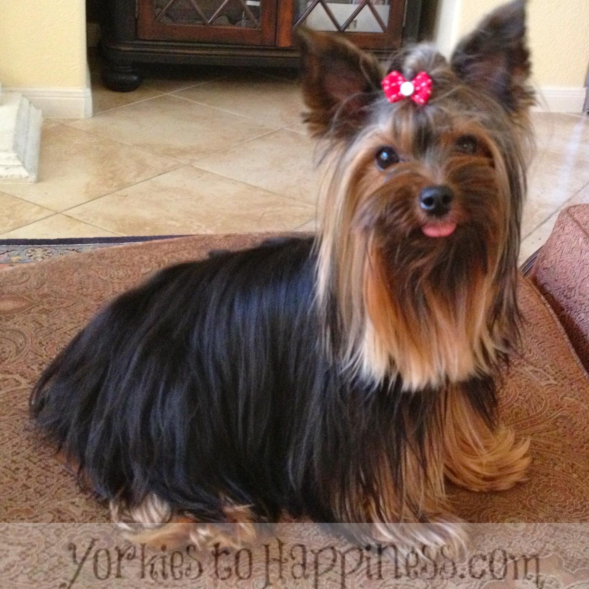 YorkieHappy's profile picture. 