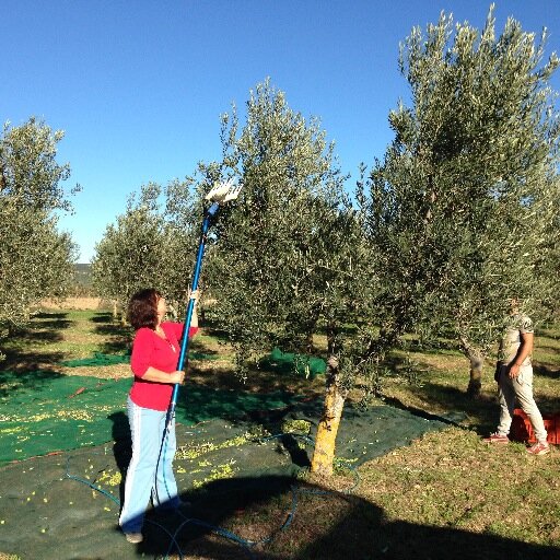 Piccola azienda agricola produttrice di olio extravergine di oliva biologico ottenuto da olive Leccine e Nocellara del Belice.