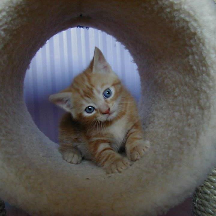 Catladybath's profile picture. Cat fosterer supreme