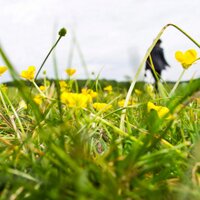 Shilpi Srivastava (@grassandgreens) 's Twitter Profile