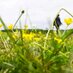 Shilpi Srivastava (@grassandgreens) Twitter profile photo