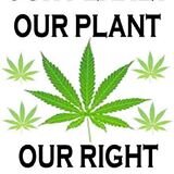 Vote yes to Cannabis