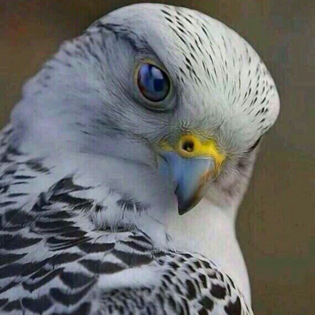 ‏‏‏سبحآنك اللهم وبحمدك