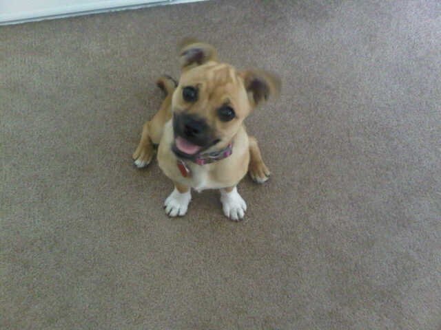My name is Sadie the Dog. PC Cheerleader and mascot. I like to eat scones and chase my tail too!