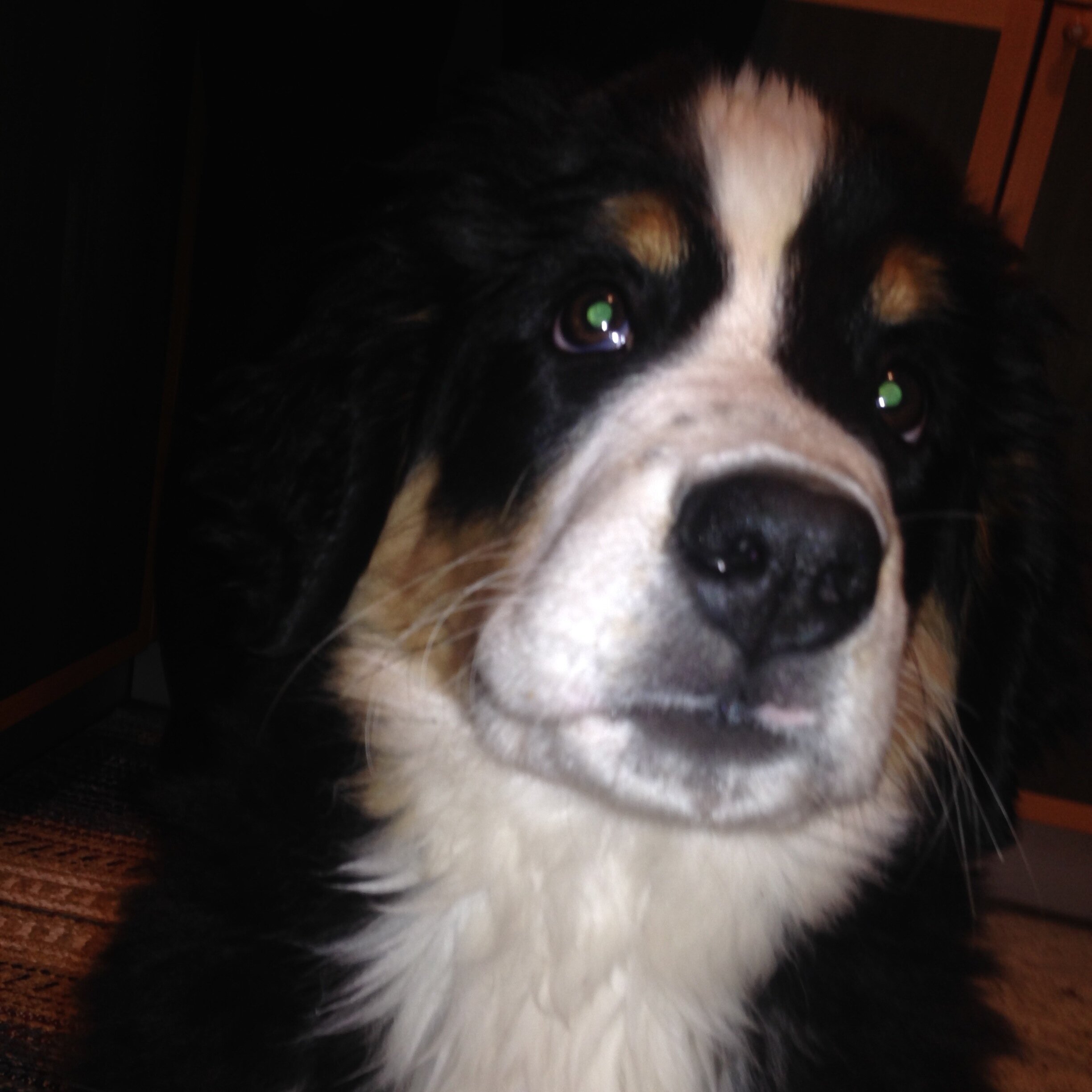 cpalazzetti's profile picture. 