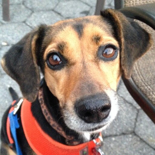 Want happiness for your Upper West Side NYC dog? Have your people call my people!