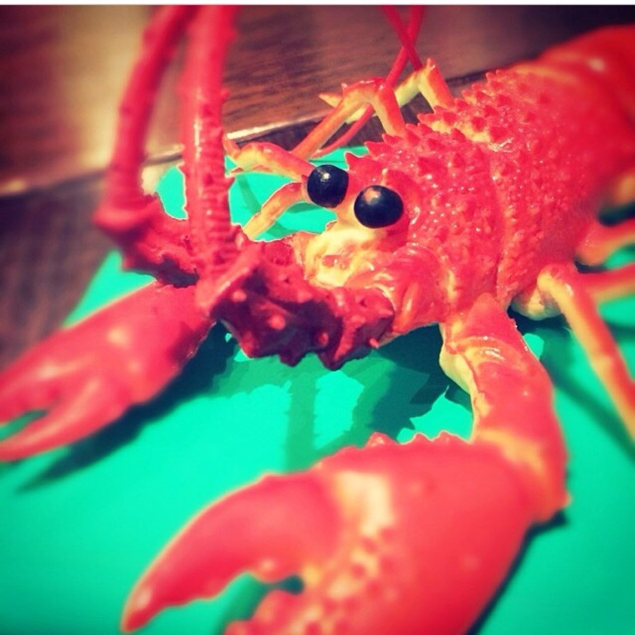 rrocklobster's profile picture. 