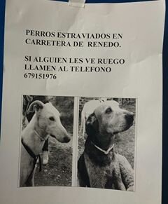 Sociedad ayuda animal Valladolid.Stamos al cuidado de 5perrillos, la mayoria viejecillos o enfermos.Puedes colaborar como socio, teamig, voluntario o difundir
