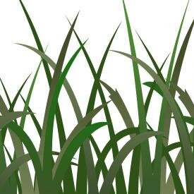 Twitter account of the Black Grass Resistance Initiative, funded by BBSRC and HGCA. News and updates on research by ourselves and others.