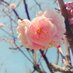 蒼桜 (@quikkuru) Twitter profile photo 蒼桜 (@quikkuru) Twitter profile photo