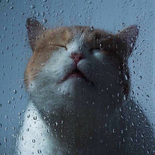 WolfpackRush1's profile picture. 10:18 ❤