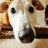 Lurcher_Moo's profile image
