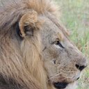 Lou Burns - @loub1955 - Twitter