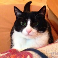 sonzaru (@sonzaru) 's Twitter Profile Photo