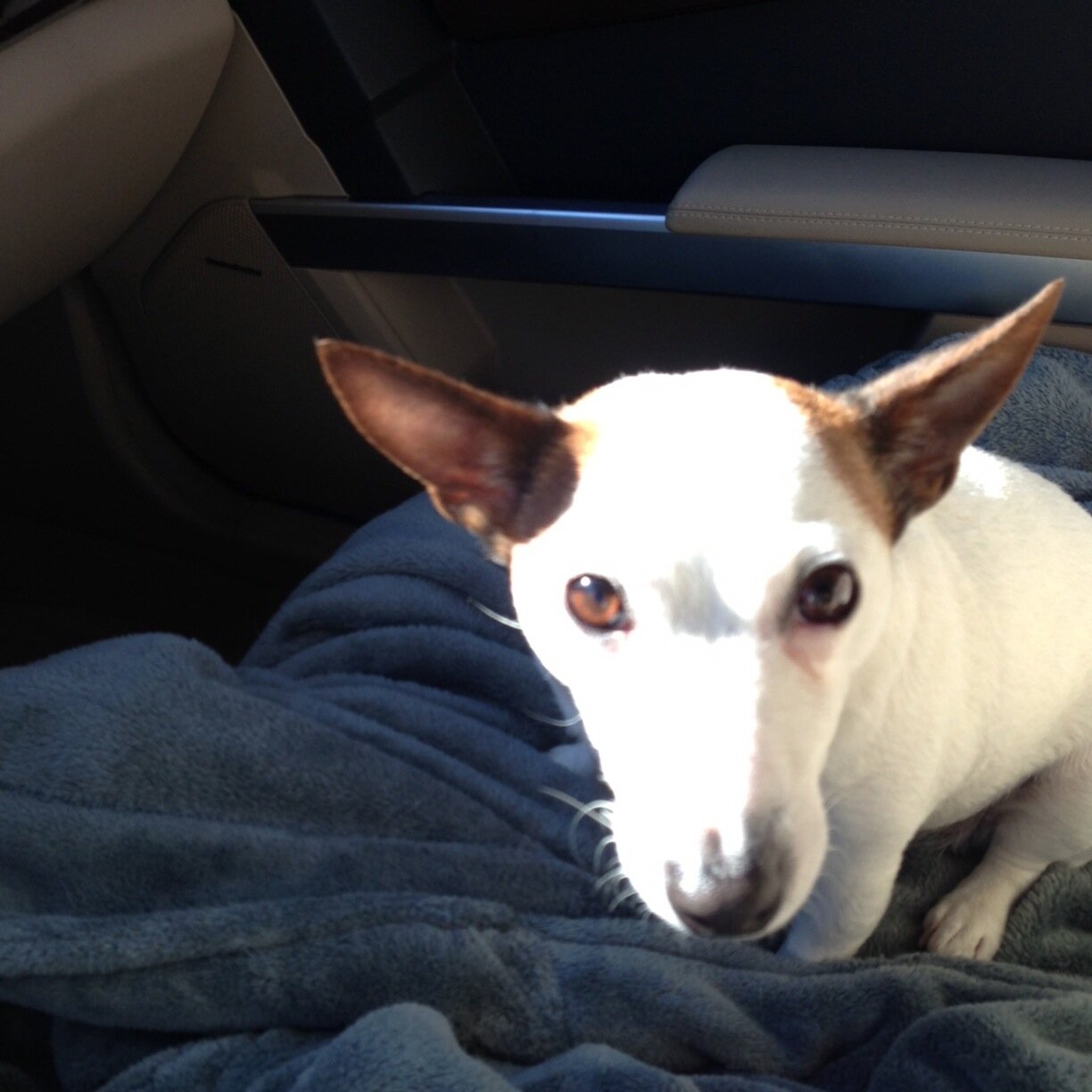 mousehefe's profile picture. 