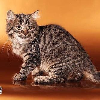 GCCF and TICA Registered Hobby breeder of Siberian cats living in South Wales Valleys, UK