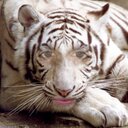 Larry Vang - @LarryVang3 - Twitter