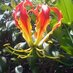 Wildlife Vumba (@wildlifebvumba) Twitter profile photo