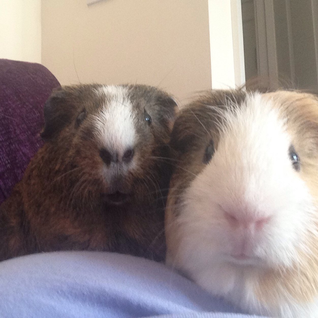 WillettsMrs's profile picture. Head of History and Lead Practitioner of History always in search of engaging ways to inspire a love of History in others!