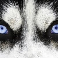 scorpenmigen (@scorpenmigen) 's Twitter Profile