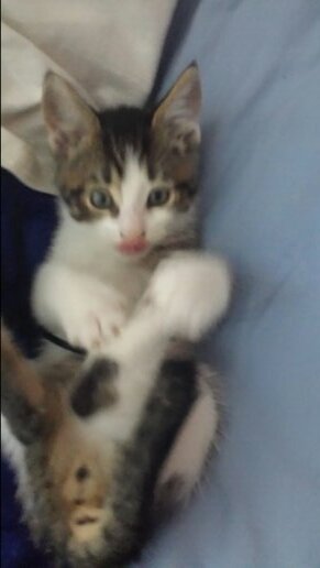 I'm just a young kitty hanging out with my masters. Moving to Digby on August 1st. I enjoy playing with yarn and using my claws.