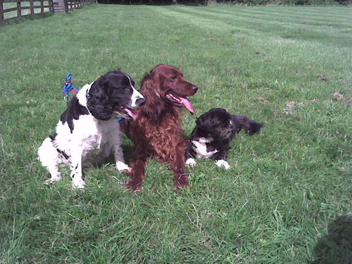 Love Jesus, my family,my job working in a school, love F1 & rugby, love my dogs & cats