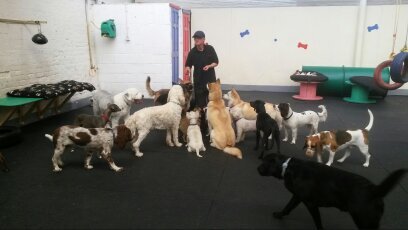 Dog daycare centre in Failsworth, Greater Manchester, see website or call for more details 07841346204 #doglover