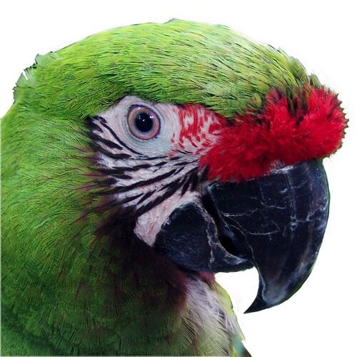 forresternancy's profile picture. Eco-artist/activist. I teach Parrot 101, conservation of wild & captive parrots from the flock of orphaned macaws at Nancy Forrester's Secret Garden