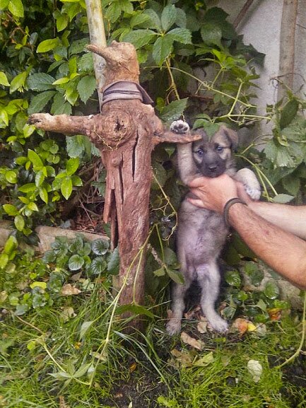 PoderosoLarry's profile picture. Constructor de Universos, Acechador de Tempestades, Unico e inigualable