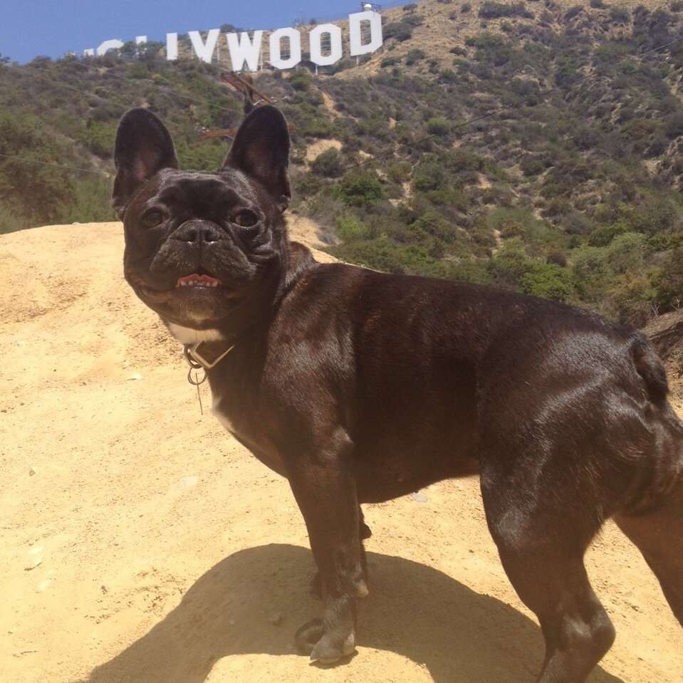 A ThistleStop Tour of the City Of Angels. #Frenchie #Frenchbulldog #LosAngeles #laurelcanyonfrenchie IG: @thistlestop