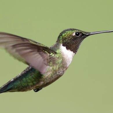 BioEnciclopedia's profile picture. La Enciclopedia de la Vida.
Artículos + Imágenes + Videos.