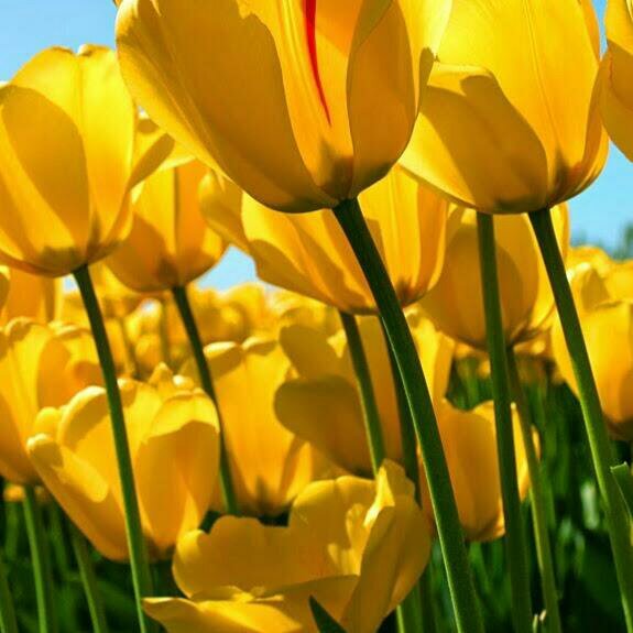 ManagerSaltar's profile picture. 