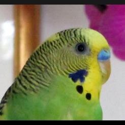 He is funny, He is smart and He is a talker! Gustav is a very special budgie who loves music. like him on #Facebook http://t.co/fuhoTVbgJz